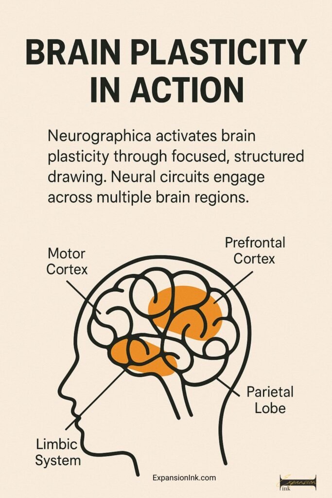 A vertical infographic titled BRAIN PLASTICITY IN ACTION shows how Neurographica drawing activates multiple brain regions. Neuroplasticity with Neurographica, Neuroplasticity